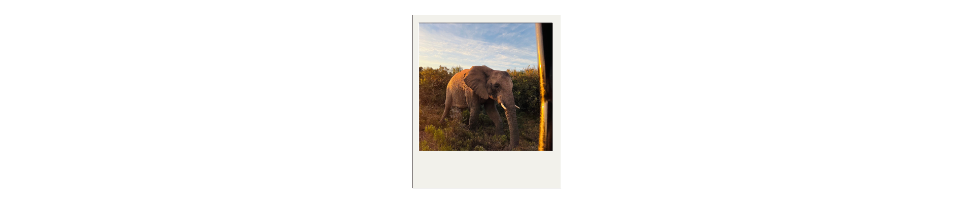 poloroid olifant